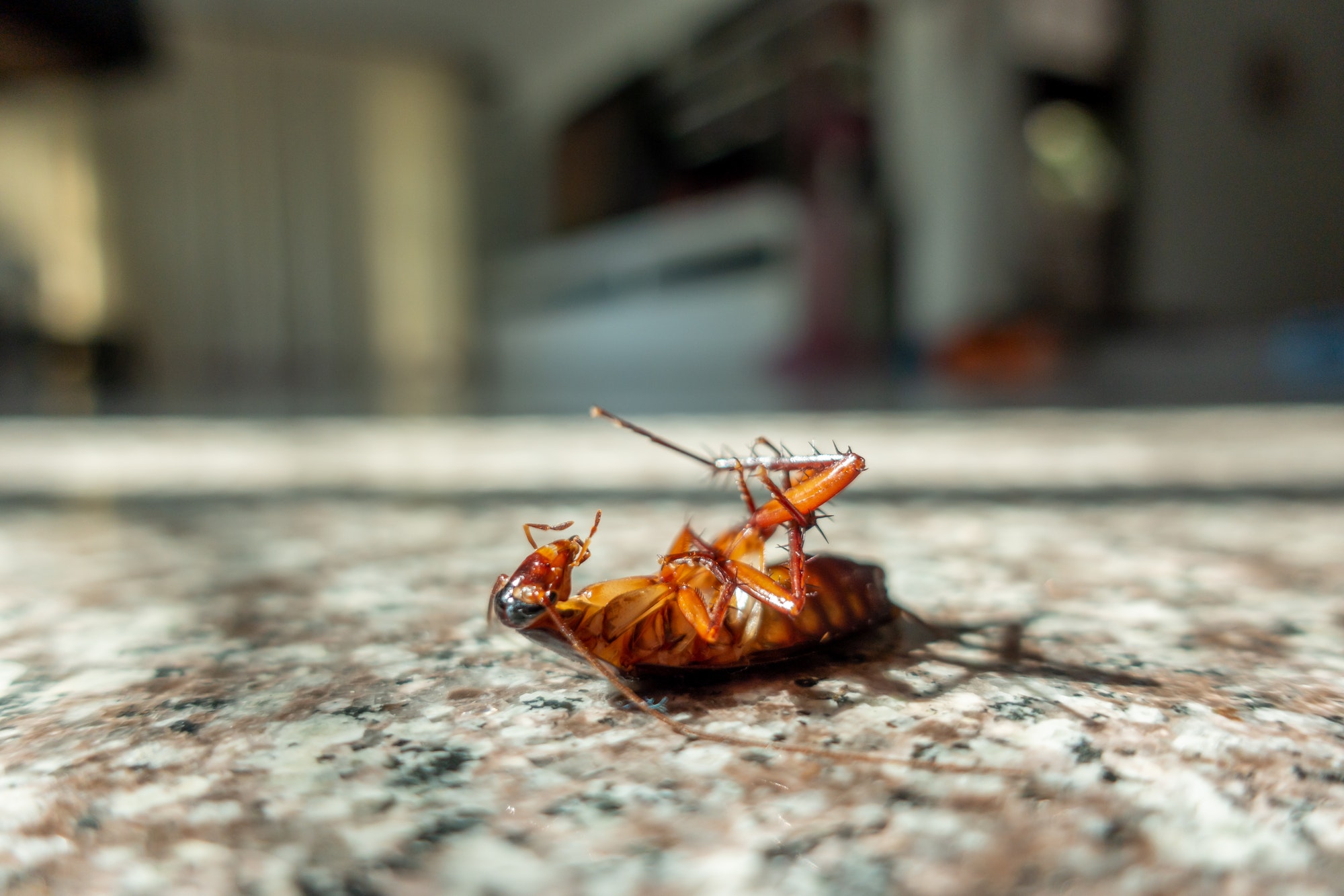 Dead cockroach on floor