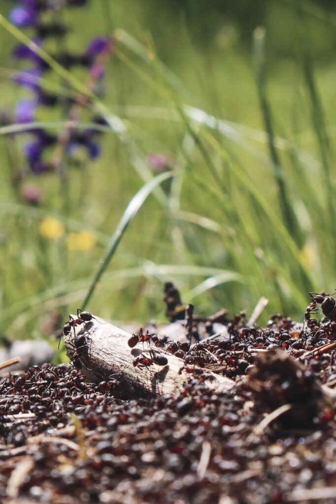 Detail of the anthill of forest ants.