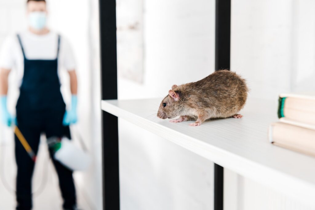 selective focus of small rat near exterminator holding toxic equipment